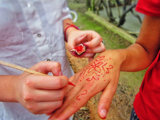 [-]Trồng[-]cây[-]cà[-]ri[-]đỏ[-]làm[-]cảnh[-]mang[-]lại[-]lợi[-]nhuận[-]cao